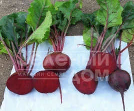 Семена свеклы Кардиал F1 / Kardial F1,100-105 дней купить оптом и в розницу в Украине по выгодной цене