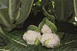 Насіння капусти цвітної Алкала F1 / Alcala F1,76 днів купити оптом і в роздріб в Україні за вигідною ціною