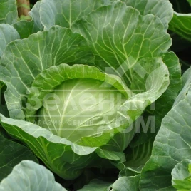 Семена капусты белокочанной Магнус F1 / Magnus F1,53-58 дней купить оптом и в розницу в Украине по выгодной цене