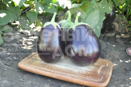 Насіння баклажанів Шеріл F1 / Cheryl F1,100-110 днів купити оптом і в роздріб в Україні за вигідною ціною