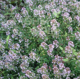 Насіння чебрецю (тим'ян) Чабрець / Thyme  купити оптом і в роздріб в Україні за вигідною ціною