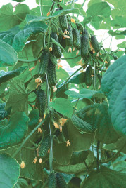 Насіння огірків Еколь F1 / Ekol F1,40-42 дні купити оптом і в роздріб в Україні за вигідною ціною