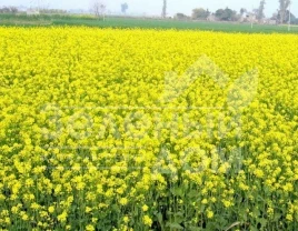 Сидераты Горчица / Gorchitsa (белая/желтая) купить оптом и в розницу в Украине по выгодной цене