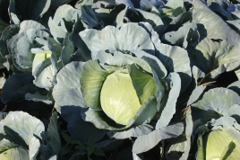 Насіння капусти білокачанної Сапфір F1 NWB / Sapfir F1 NWB,110 днів купити оптом і в роздріб в Україні за вигідною ціною