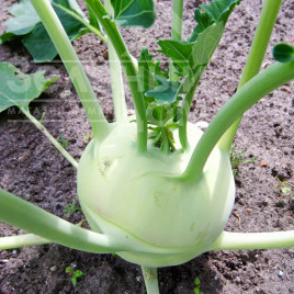 Насіння капусти кольрабі Гігант / Gigant ,100-120 днів купити оптом і в роздріб в Україні за вигідною ціною