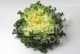 Семена салата Домари / Domari купить оптом и в розницу в Украине по выгодной цене