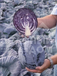 Семена капусты краснокочанной Рексома F1 / Rexoma F1,110-130 дней купить оптом и в розницу в Украине по выгодной цене