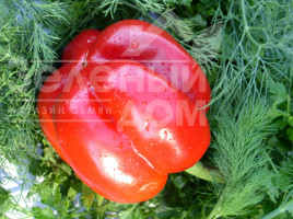 Насіння солодкого перцю Подарок Молдови / Podarok Moldovy купити оптом і в роздріб в Україні за вигідною ціною