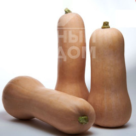 Насіння гарбуза Тітан F1 / Titan F1, 95-105 днів купити оптом і в роздріб в Україні за вигідною ціною