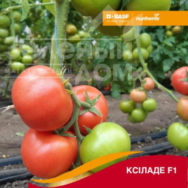 Насіння томатів Ксіладе F1 / Ksilade F1 купити оптом і в роздріб в Україні за вигідною ціною