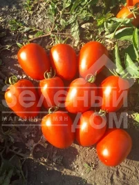 Семена томатов Велоз F1 / Veloz F1,85-90 дней купить оптом и в розницу в Украине по выгодной цене