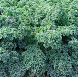 Насіння капусти листової Капрал / Kapral купити оптом і в роздріб в Україні за вигідною ціною