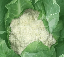 Семена капусты цветной Дельта / Delta купить оптом и в розницу в Украине по выгодной цене