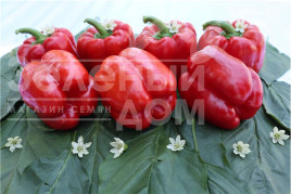Насіння солодкого перцю Афіна F1 / Afina F1,60-70 днів купити оптом і в роздріб в Україні за вигідною ціною