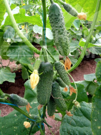 Насіння огірків Коломбо F1 (ГБ 08) / Colombo F1 (GВ 08), 35-45 днів купити оптом і в роздріб в Україні за вигідною ціною