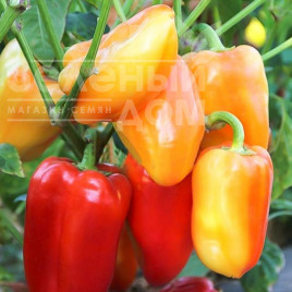 Насіння солодкого перцю Барбі F1 / Barbie F1,62-65 днів купити оптом і в роздріб в Україні за вигідною ціною