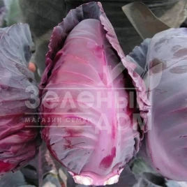 Семена капусты краснокочанной Тинти F1 / Tinty F1,75-90 дней купить оптом и в розницу в Украине по выгодной цене