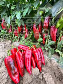 Насіння солодкого перцю Мілано F1 / Milano F1, 65-70 днів купити оптом і в роздріб в Україні за вигідною ціною