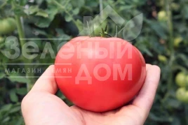Насіння томату Пінк Делі (ТЕХ 2720 F1) /  Pink Deli F1, 95-102 дні купити оптом і в роздріб в Україні за вигідною ціною