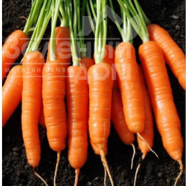 Насіння моркви Скарлет F1 / Scarlett F1,70-80 днів купити оптом і в роздріб в Україні за вигідною ціною