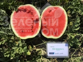 Семена арбуза Ред Хевен F1 / Red Heaven F1, 70-75 дней купить оптом и в розницу в Украине по выгодной цене