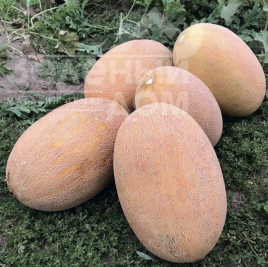 Насіння дині ТС 18-0601 F1 / TS 18-0601 F1 купити оптом і в роздріб в Україні за вигідною ціною