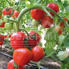 Семена томатов Ядвига F1 / Jadviga F1,80-85 дней купить оптом и в розницу в Украине по выгодной цене