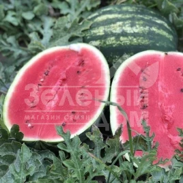 Семена арбуза Демре F1 / Demre F1,70-75 дней купить оптом и в розницу в Украине по выгодной цене