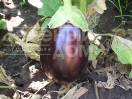 Насіння баклажанів Галіне F1 / Galine F1,60-65 днів купити оптом і в роздріб в Україні за вигідною ціною