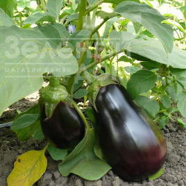 Насіння баклажанів Модар F1 / Modar F1, 60 днів купити оптом і в роздріб в Україні за вигідною ціною