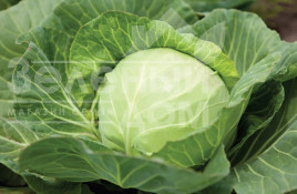 Насіння капусти білокачанної Кевін F1 / Kevin F1,50-52 дні купити оптом і в роздріб в Україні за вигідною ціною