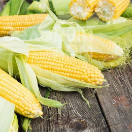 Насіння кукурудзи Дейнеріс F1 / Deyneris F1, 65-68 днів купити оптом і в роздріб в Україні за вигідною ціною