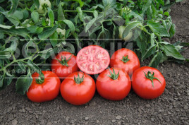 Насіння томатів Томск F1 / Tomsk F1,70-75 днів купити оптом і в роздріб в Україні за вигідною ціною