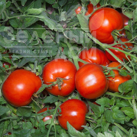 Насіння томатів Аніта F1 / Anita F1,110-115 днів купити оптом і в роздріб в Україні за вигідною ціною