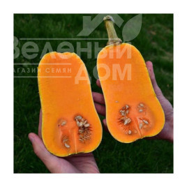 Насіння гарбуза Вінес F1 / Veenas F1, 85-100 днів купити оптом і в роздріб в Україні за вигідною ціною