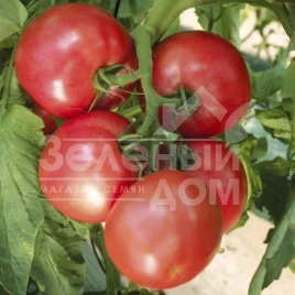 Семена томатов Пинк Харт F1 / Pink Heart F1,105-115 дней купить оптом и в розницу в Украине по выгодной цене