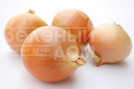 Цибуля ріпчаста Тітаніум / Titanium,115 днів купити оптом і в роздріб в Україні за вигідною ціною