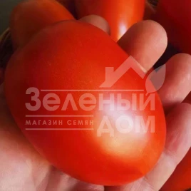 Семена томатов Симон (INX 3001) F1 / Simon (INX 3001) F1,120 дней купить оптом и в розницу в Украине по выгодной цене