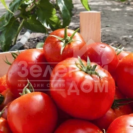 Семена томатов Тропикал Джем F1 / Tropical Gem F1,70-75 дней купить оптом и в розницу в Украине по выгодной цене