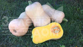 Насіння гарбуза Ханна F1 / Hannah F1,110-115 днів купити оптом і в роздріб в Україні за вигідною ціною