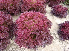 Насіння салату Ніколай / Nikolay,60-70 днів купити оптом і в роздріб в Україні за вигідною ціною