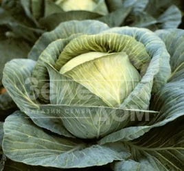 Семена капусты белокочанной Бартон F1 / Barton F1,120 дней купить оптом и в розницу в Украине по выгодной цене