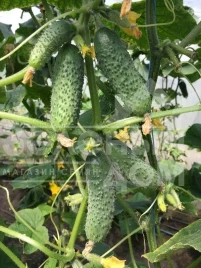 Семена огурцов Туми F1 / Tumi F1,38-40 дней купить оптом и в розницу в Украине по выгодной цене