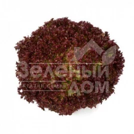 Семена салата Кавернет / Cavernet купить оптом и в розницу в Украине по выгодной цене