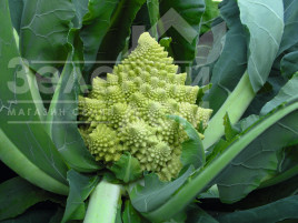 Насіння капусти романеско Вероніка F1 / Veronica F1,85 днів купити оптом і в роздріб в Україні за вигідною ціною