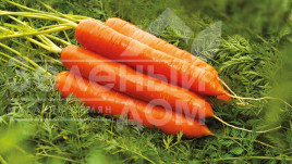 Насіння моркви Колтан F1 / Coltan F1 купити оптом і в роздріб в Україні за вигідною ціною