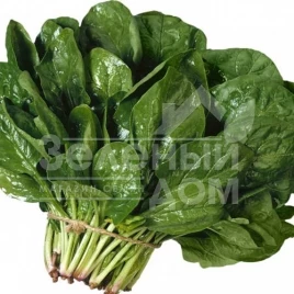 Семена шпината Лагос / Lagos,40-45 дней купить оптом и в розницу в Украине по выгодной цене