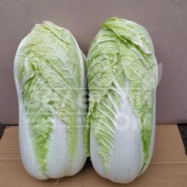 Семена капусты пекинской Индекс F1 / Index F1, 65-70 дней купить оптом и в розницу в Украине по выгодной цене