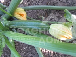 Семена кабачков ЛС 1890 F1 / LS 1890 F1 купить оптом и в розницу в Украине по выгодной цене