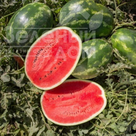 Насіння кавуна Юкон F1 / Yukon F1,68-72 днів купити оптом і в роздріб в Україні за вигідною ціною